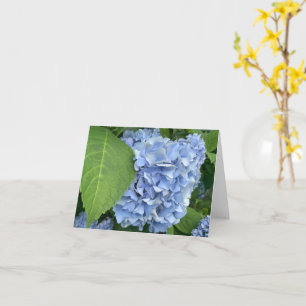 Cartão Azul Hydrangea (Hydrangea macrophylla)