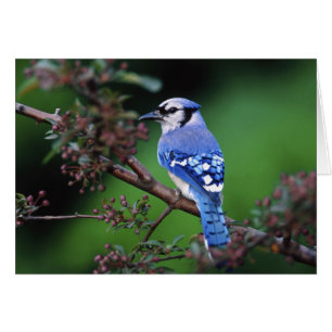 Cartão Azul Jay, Cyaoncitta cristata