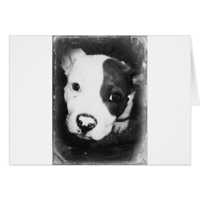 Cartão Azul Nose Pitbull (Frente Horizontal)