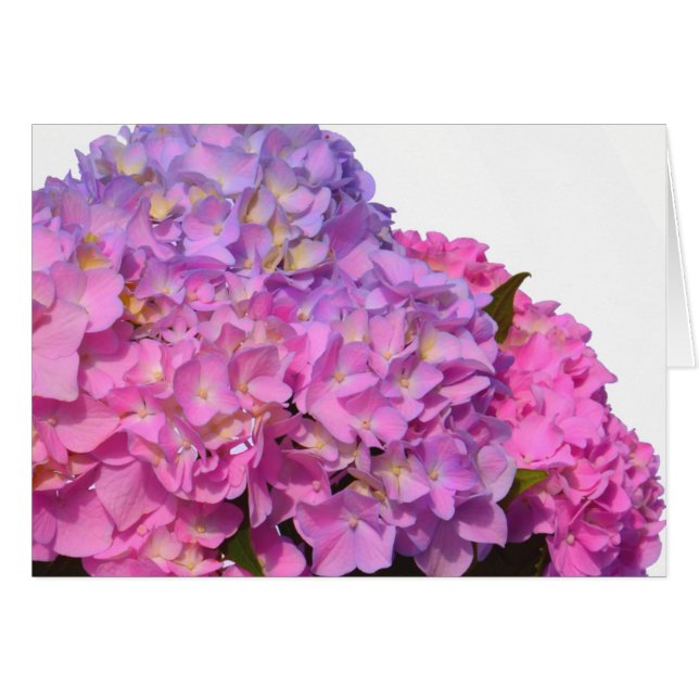 Cartão Azul rosa Hydrangeas elegantes flores roxas cor-de (Frente Horizontal)