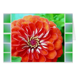 Cartão Azulejos da Zinnia