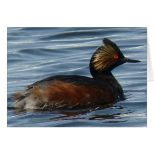 Cartão B13 Eared Grebe