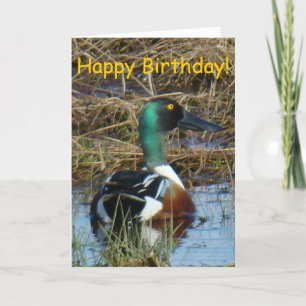 Cartão B26 Northern Shoveler Duck
