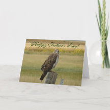 B33 Hawk de Swainson