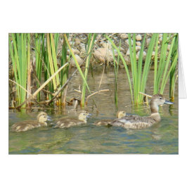 Cartão B34 Mãe Pata e Patinhos