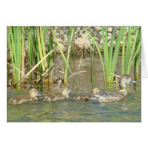 Cartão B34 Mãe Pata e Patinhos