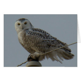 Cartão B38 Coruja das Neves