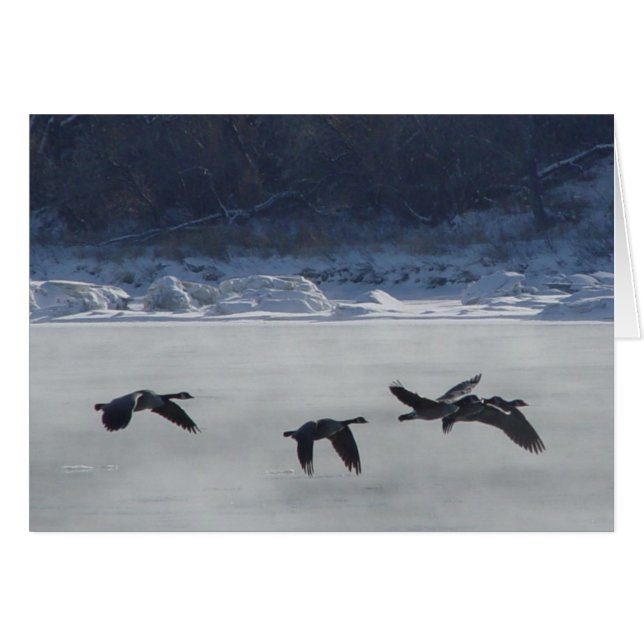 Cartão B48 Geese Canadiana sobre rio congelado (Frente Horizontal)