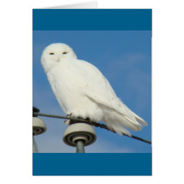 Cartão B50 Coruja de Neve