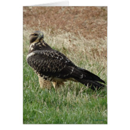 Cartão B52 Falcão-de-swainson
