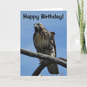 Cartão B54 Falcão-de-Swainson