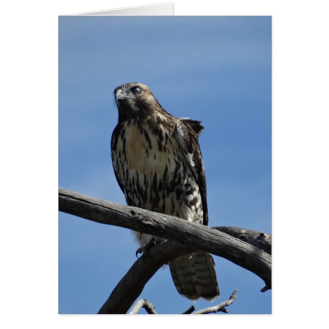 Cartão B54 Hawk de Swainson (Frente)