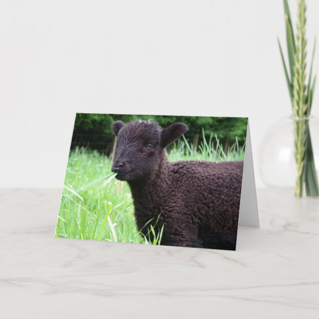 Cartão BaaBaa Black Sheep Note Card (Frente)