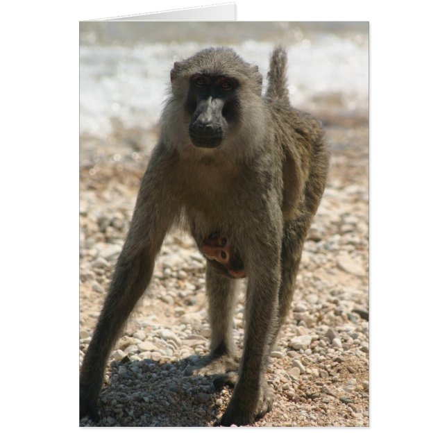 Cartão Baboon e Bebê (Frente)