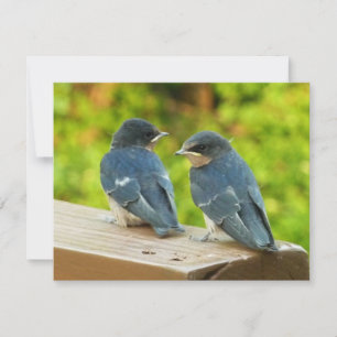 Cartão Baby Barn Swallow Nature Bird Fotografia