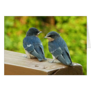 Cartão Baby Barn Swallow Nature Bird Fotografia