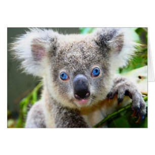 Cartão "Baby Blues" Koala