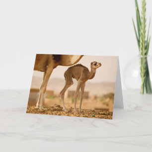 Cartão Baby Camel