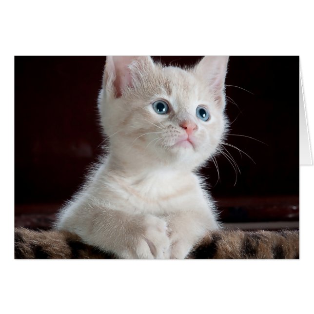 Cartão Baby Cat (Frente Horizontal)