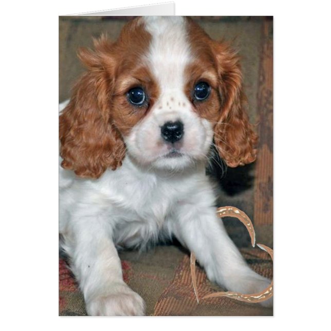 Cartão Baby Cavalier King Charles Card (Frente)