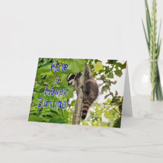 Cartão Baby Coon Bday