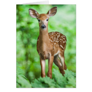 Cartão Baby Deer Fawn Bambi na Floresta