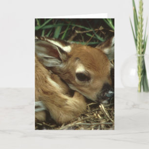 Cartão Baby Deer Greeting Card