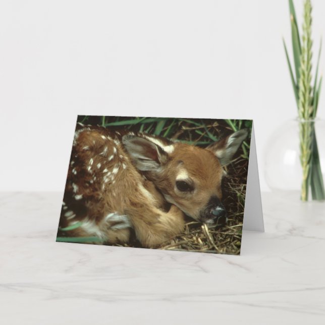 Cartão Baby Deer Greeting Card (Frente)