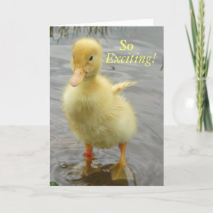 Cartão Baby Duck Birthday Card