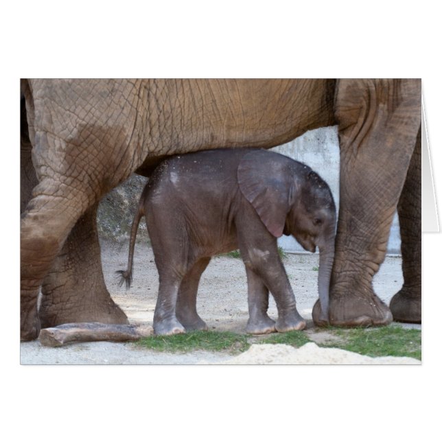 Cartão Baby Elephant (Frente Horizontal)