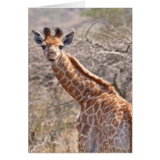 Cartão Baby Giraffe
