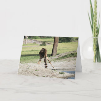 Cartão Baby Giraffe (Vitelo) Bebendo