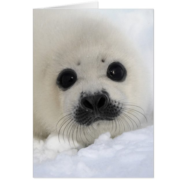 Cartão Baby Harp Seal (Frente)