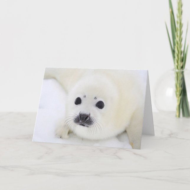 Cartão Baby harp seal pup on ice of the White Sea (Frente)