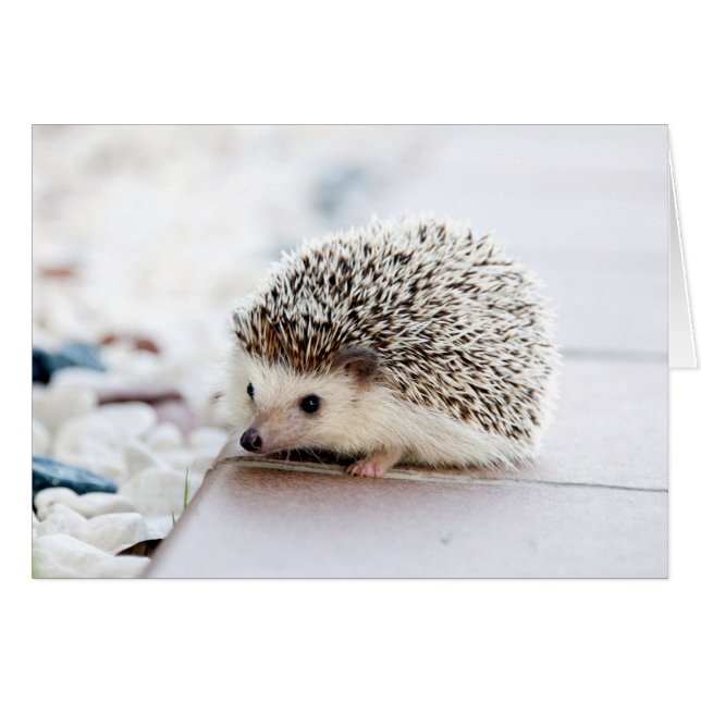 Cartão Baby Hedgehog (Frente horizontal)