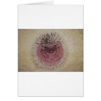 Cartão Baby Hedgehog Ball