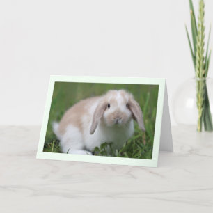 Cartão Baby Holland Lop Rabbit