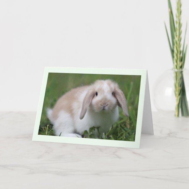 Cartão Baby Holland Lop Rabbit (Frente)