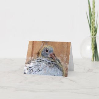 Cartão Baby Homing Pigeon Notecard