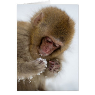 Cartão Baby Japonês Macaque Macaco-neve