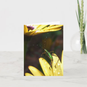 Cartão Baby Katydid Leap of Faith Note Card