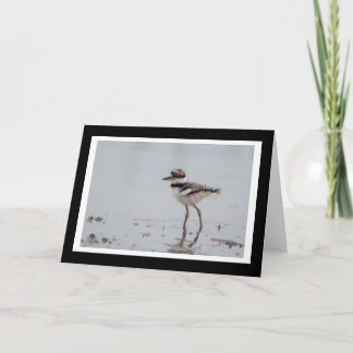 Cartão Baby Killdeer Blank Greeting Card