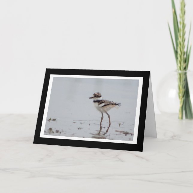 Cartão Baby Killdeer Blank Greeting Card (Frente)
