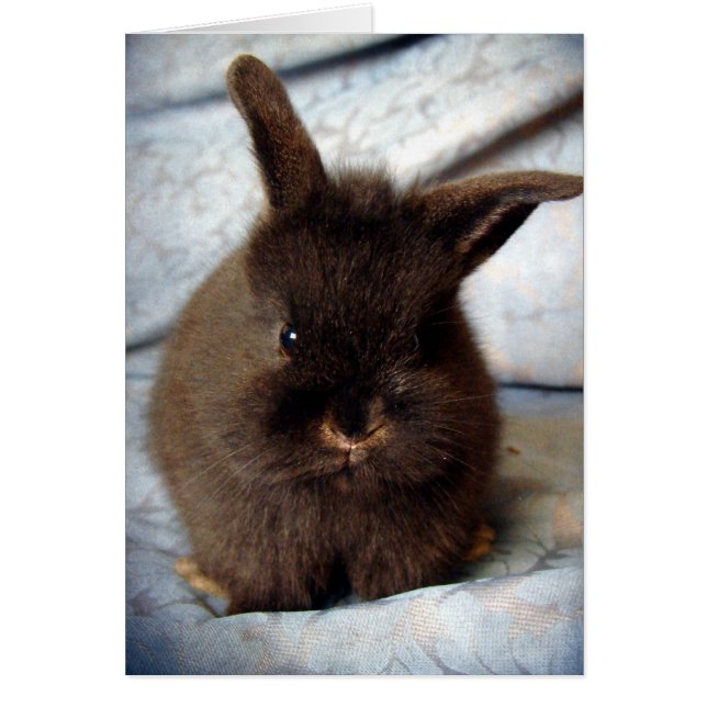 Cartão Baby Lionhead Bunny (Frente)