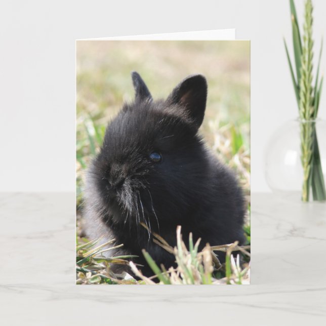 Cartão Baby Lionhead Bunny (Frente)