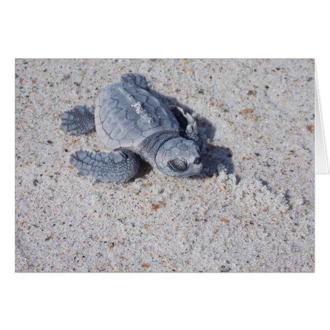 Cartão Baby Loggerhead (Frente Horizontal)