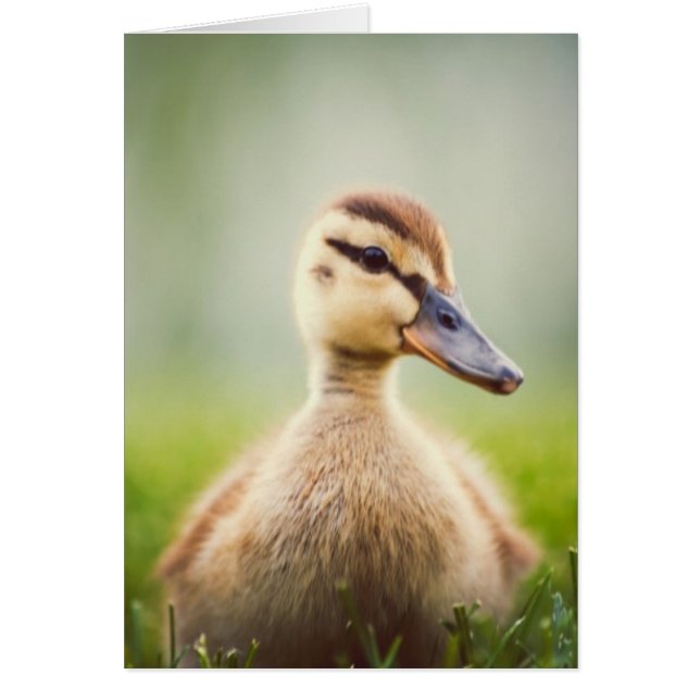 Cartão Baby Mallard Ducking (Frente)