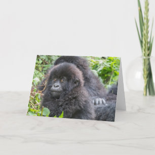 Cartão Baby Mountain Gorilla