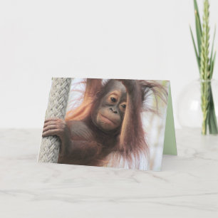 Cartão Baby Orangutan Greeting Card