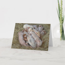 Cartão Baby Pigs, Piglets - Cute Baby Animals